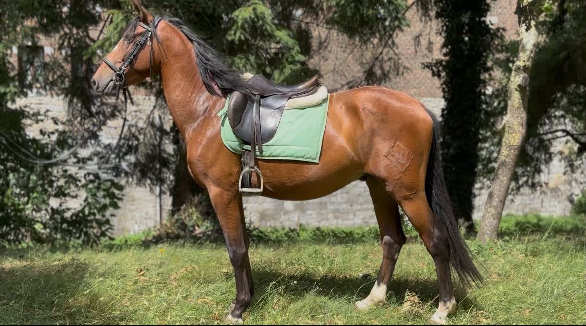 Cheval très bon papier 3ans, Articles professionnels, Agriculture | Outils, Enlèvement ou Envoi