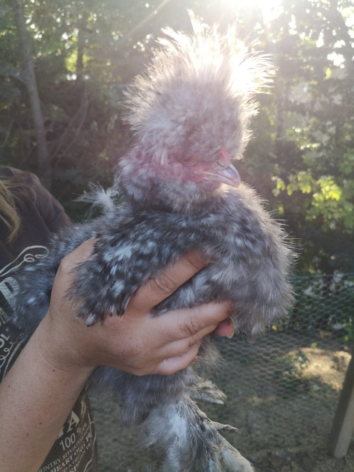 Zijdehoen haan., Dieren en Toebehoren, Mannelijk, Kip