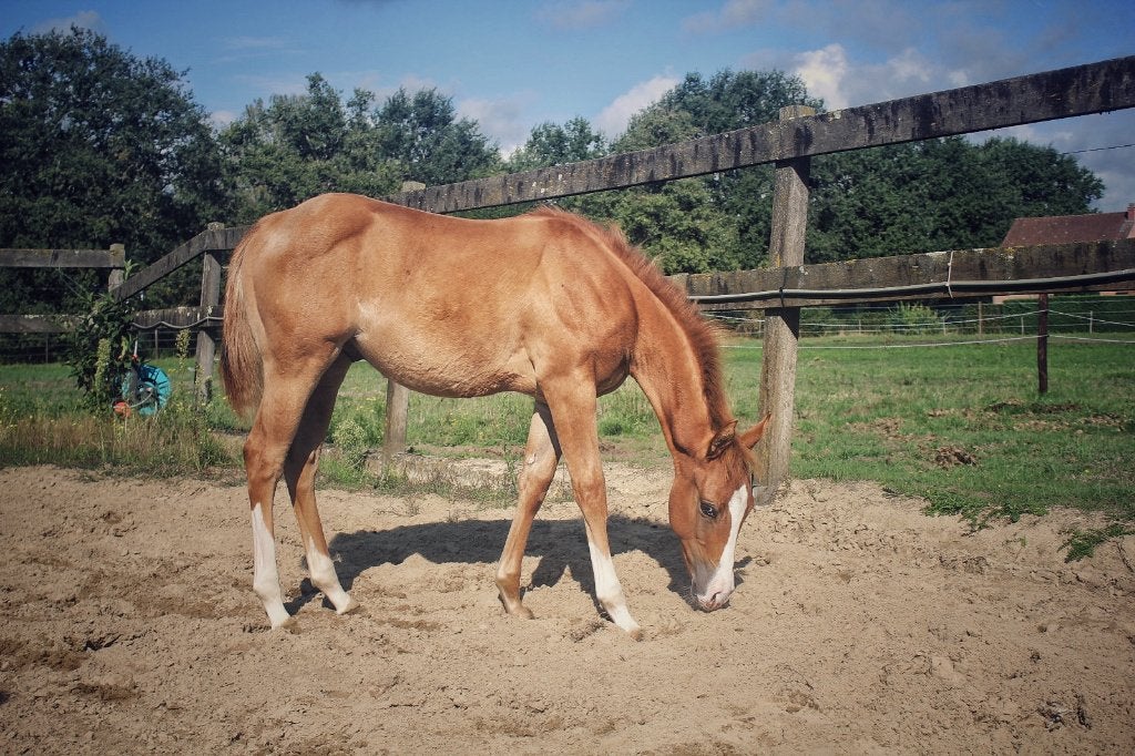 RED DUN Splash 1 Hengsteveulen, Dieren en Toebehoren, Met stamboom, Niet van toepassing, 0 tot 2 jaar, Hengst