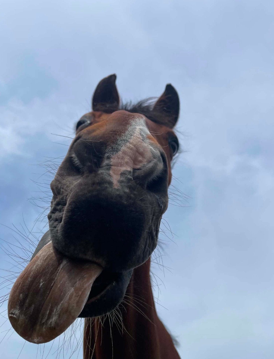 Verzorgster gezocht ~ paarden aangeboden, Merrie, Zadelmak