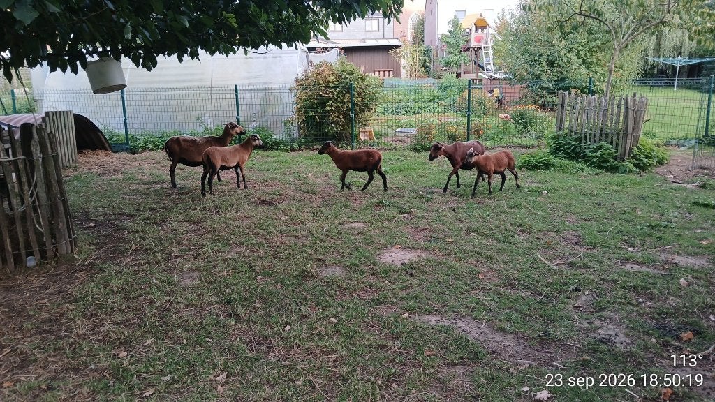 Kameroenschaap 2026, Plusieurs animaux, Mouton, 0 à 2 ans