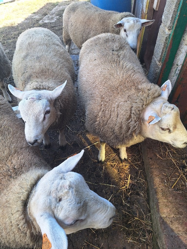 Schapen, Dieren en Toebehoren, Meerdere dieren, Schaap, 0 tot 2 jaar
