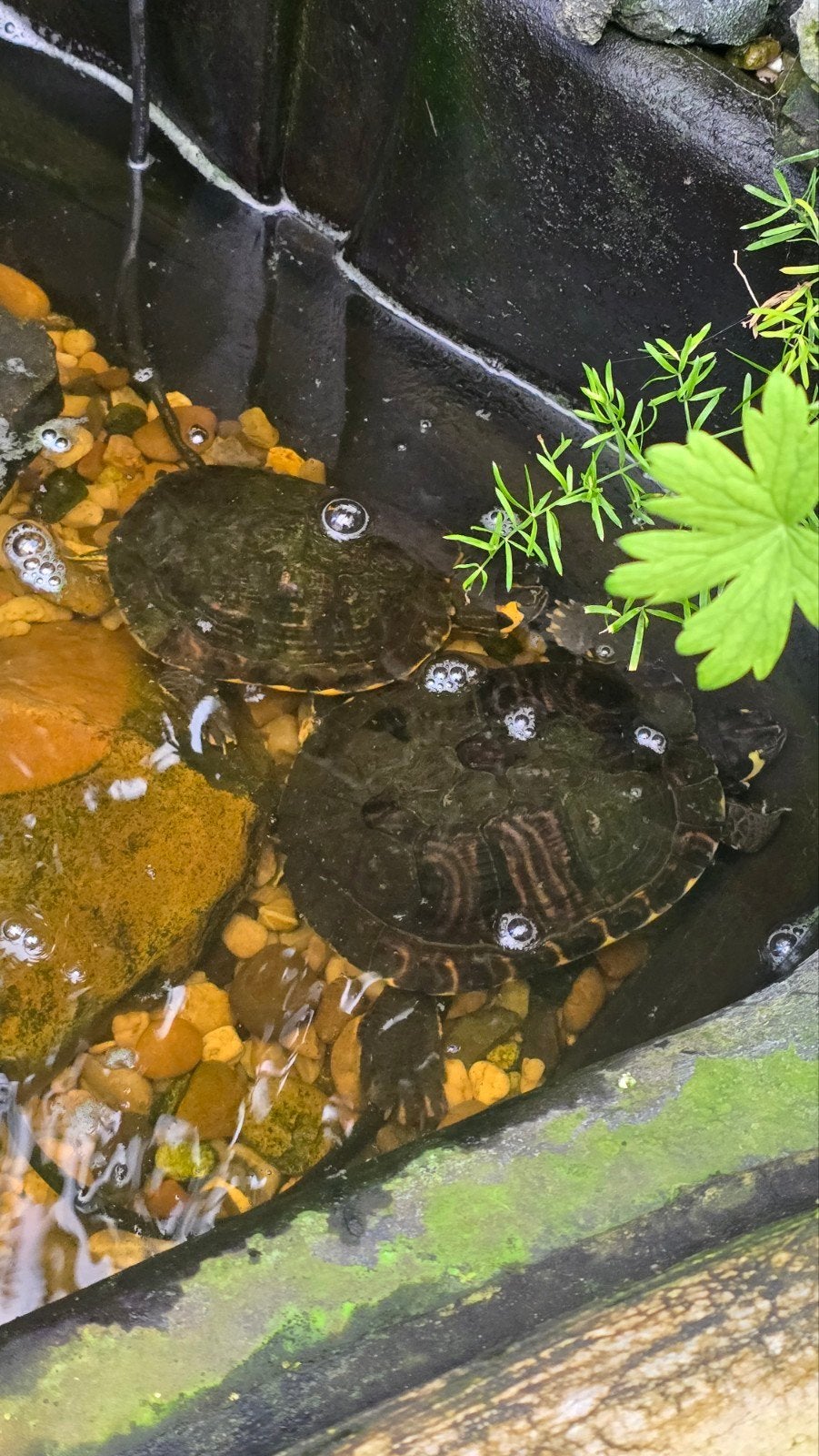 Waterschildpadden, Tuin en Terras, Vijvers, Ophalen