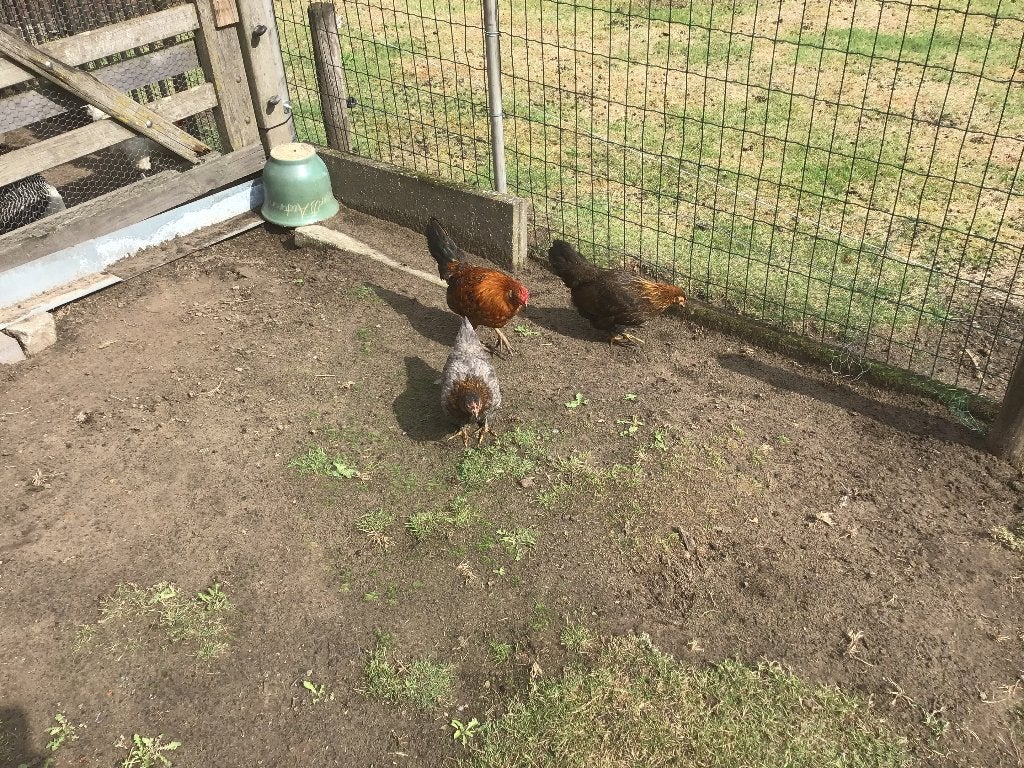 Jonge Engelse krielen, Femelle, Poule ou poulet