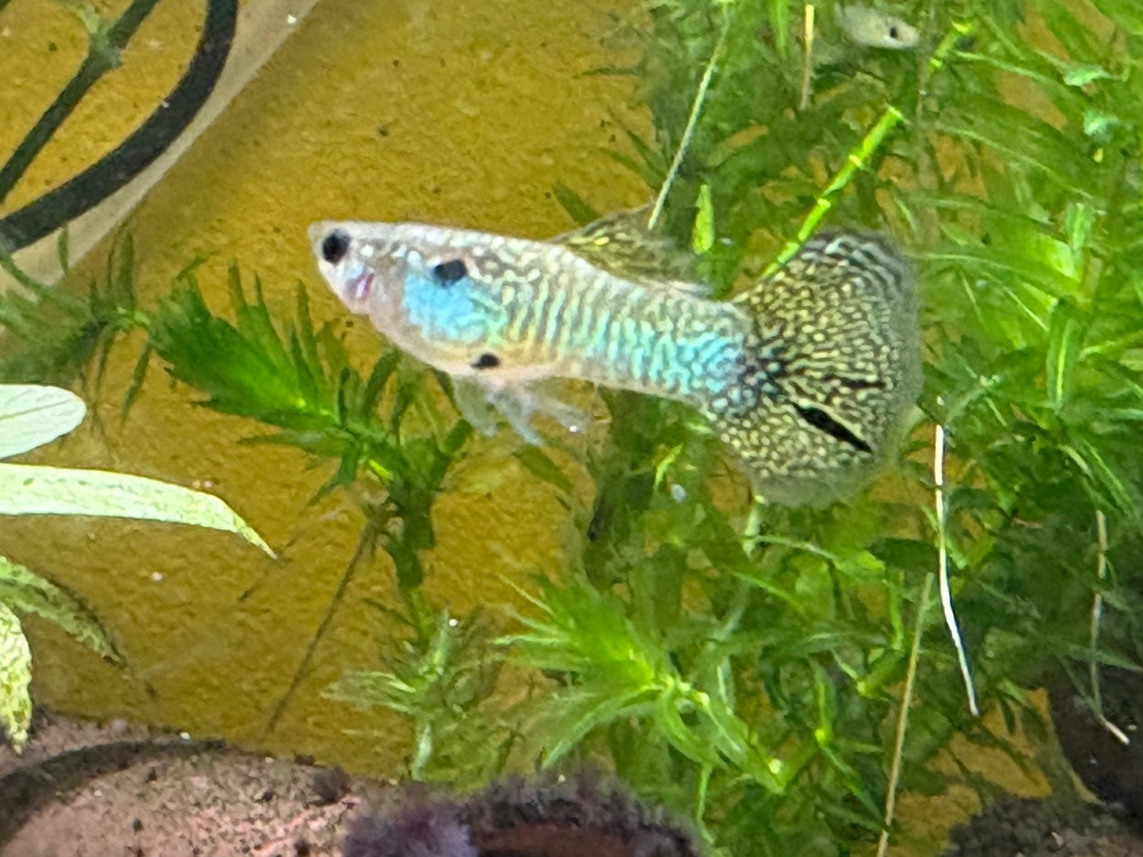 Guppy mannetje