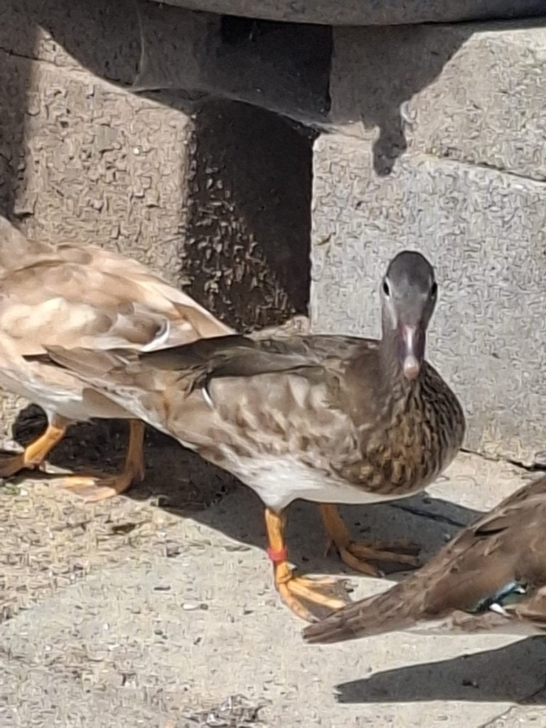 Siereend mandarijn wildkleur, Dieren en Toebehoren