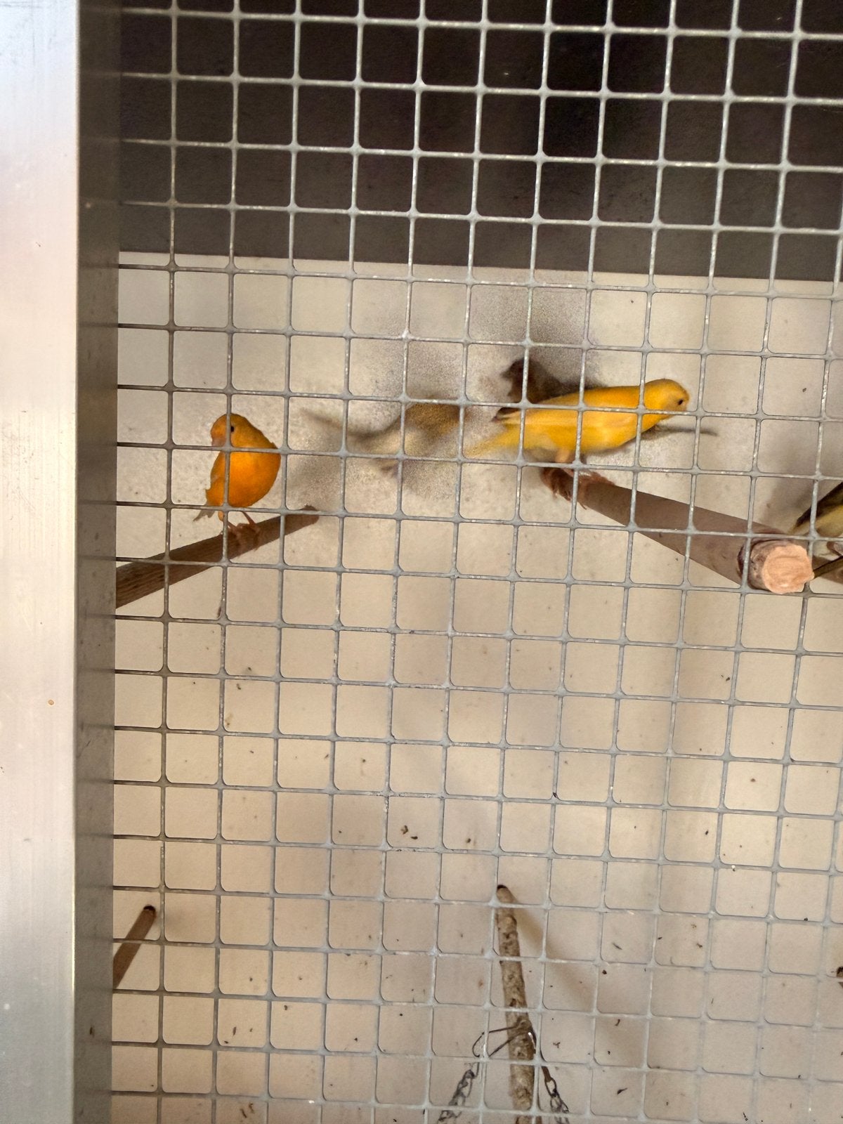 Kanaries poppen en mannen, Meerdere dieren