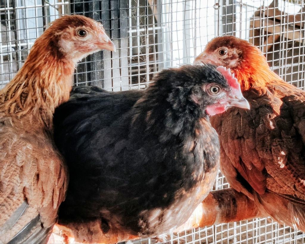 🌈🐔 Kleurenleggers kuikens – groene & blauwe eieren 🇳🇱, Dieren en Toebehoren, Pluimvee, Vrouwelijk, Kip