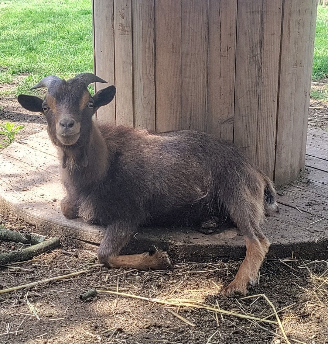 Choco tan dwerggeit, Dieren en Toebehoren, Mannelijk, Geit, 0 tot 2 jaar
