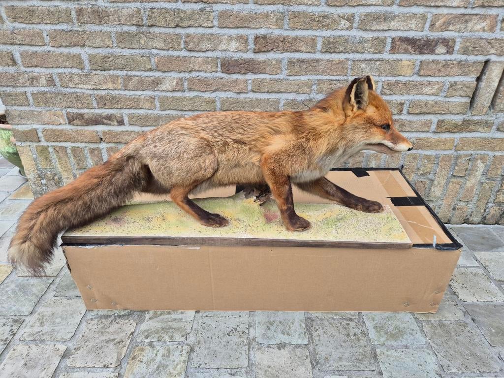 Taxidermie  opgezette vos op. voet., Antiek en Kunst, Ophalen of Verzenden