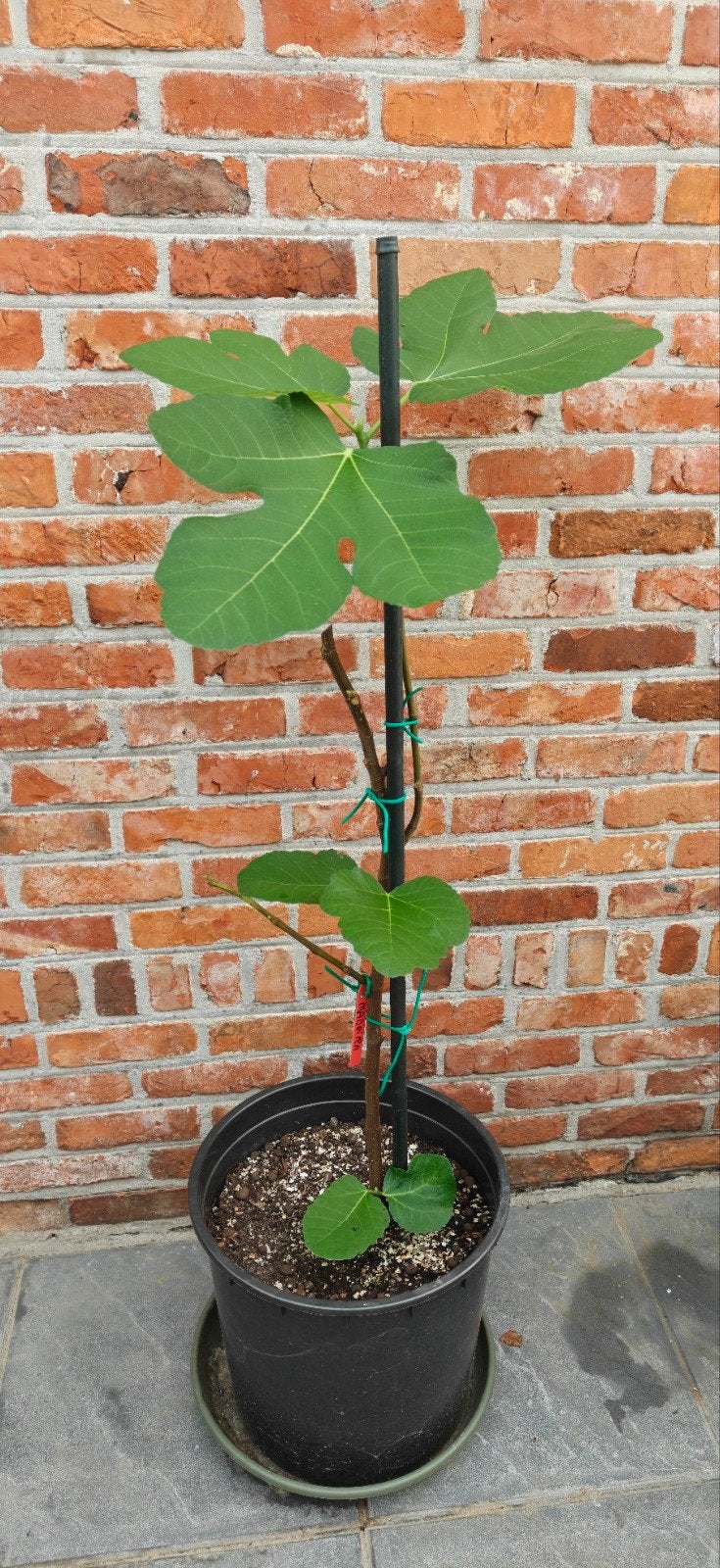 vijgenbomen, Ophalen