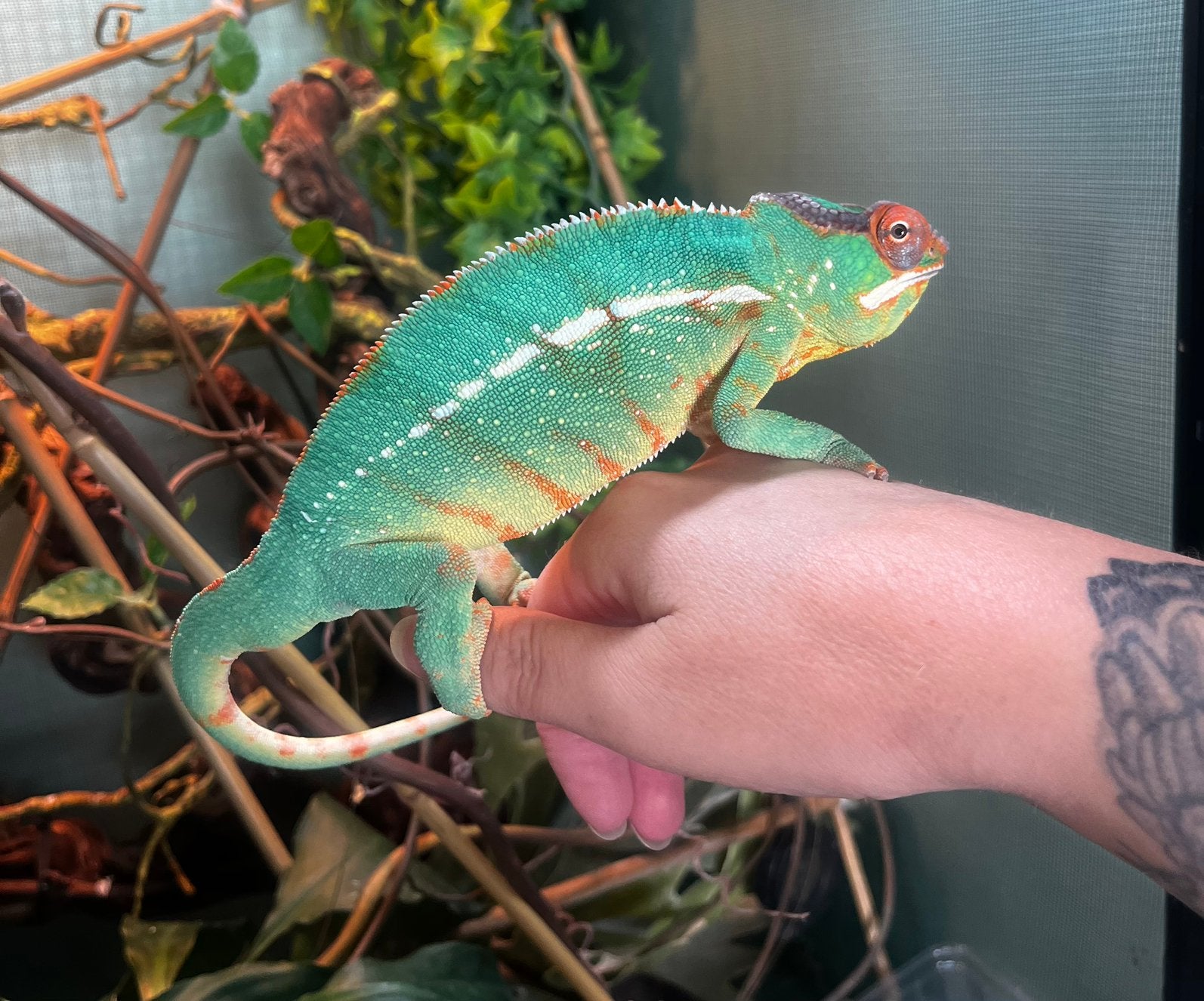 Kameleon mannetje, Dieren en Toebehoren