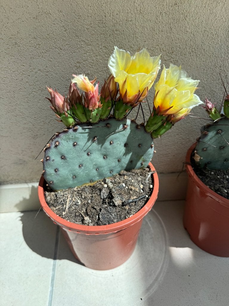 Opuntia azurea (met bloemknoppen), Huis en Inrichting, Kamerplanten, Ophalen, 200 cm of meer, Overige soorten, Halfschaduw