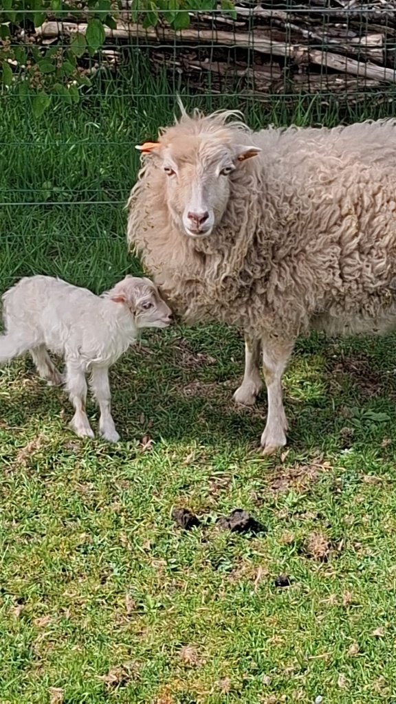 Ouessant schaap ooitje en bokje, Plusieurs animaux, Mouton, 0 à 2 ans