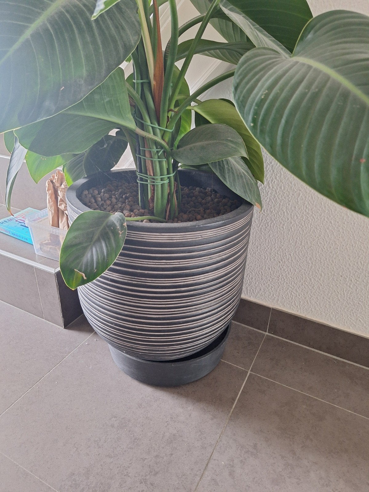 kamerplant, Huis en Inrichting, Kamerplanten, Ophalen
