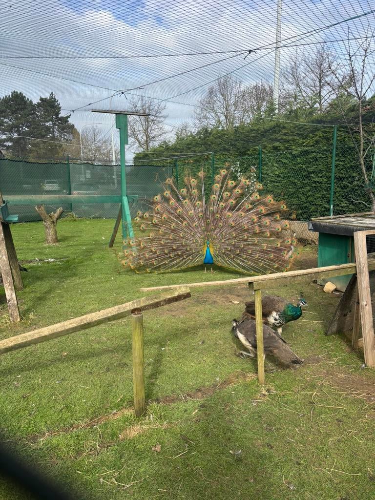 3 pauwen, Dieren en Toebehoren, Mannelijk, Overige soorten