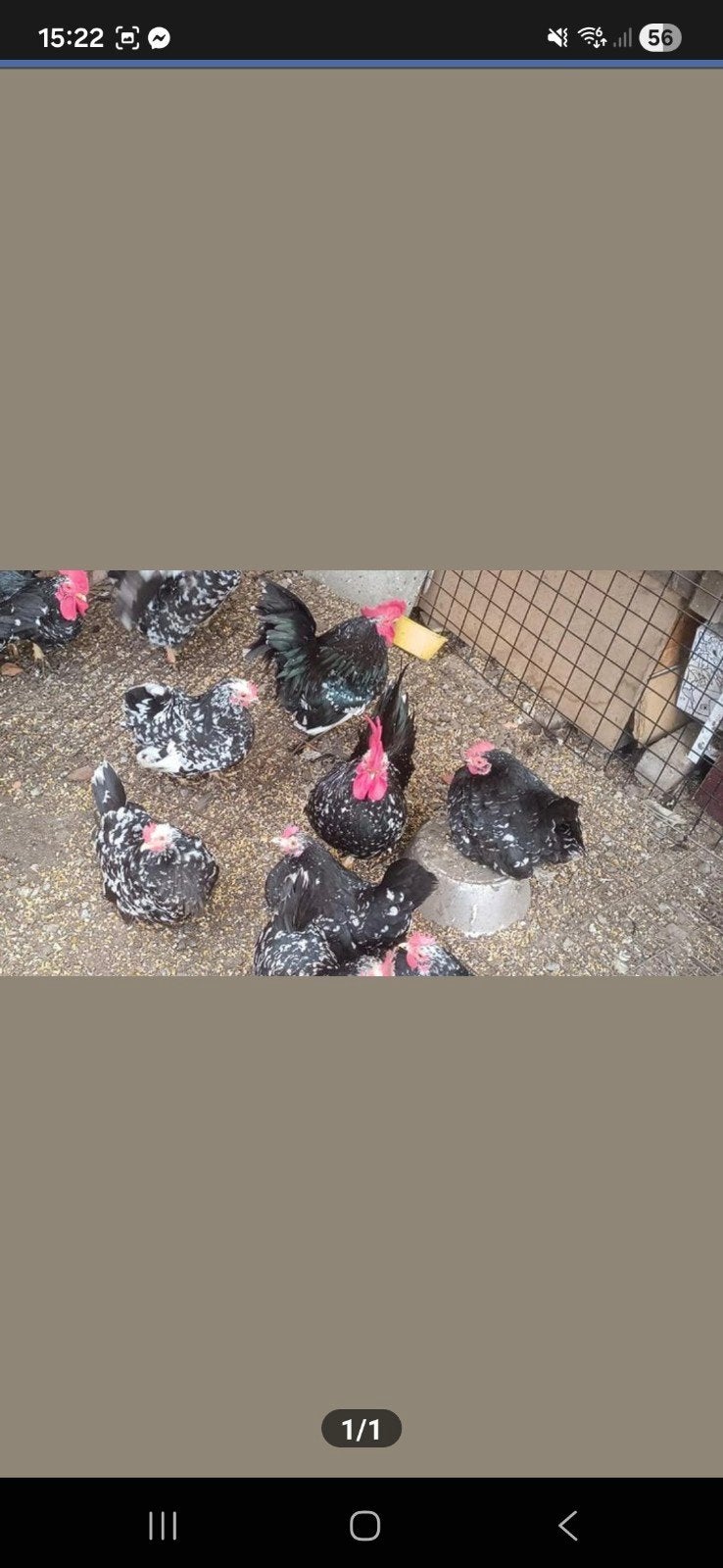 Broedeitjes chabo, Dieren en Toebehoren
