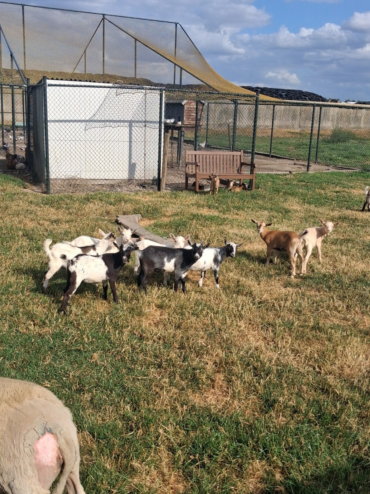 Leuke jonge dwerggeitjes, Dieren en Toebehoren, Meerdere dieren, Geit, 0 tot 2 jaar