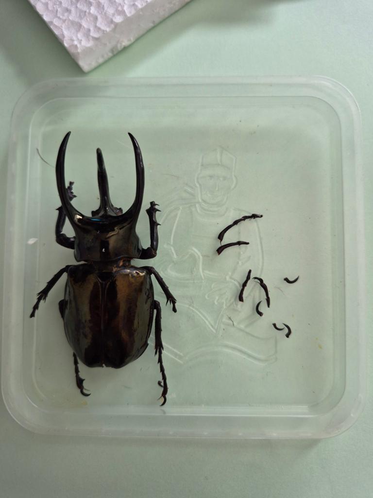 Scarabée Chalcosoma mâle – À restaurer / Pour pièces, Enlèvement ou Envoi, Insecte