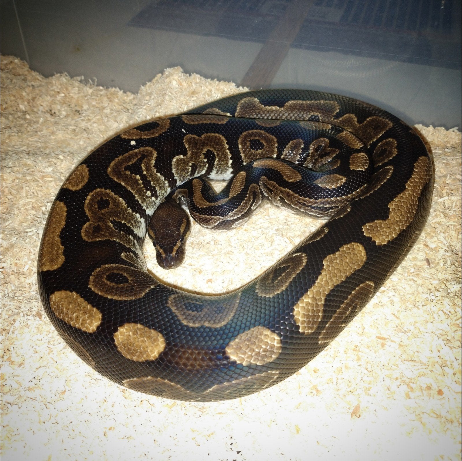 Python regius mahogany 100% het pied man Ball Python - male for sale from Z0D18C