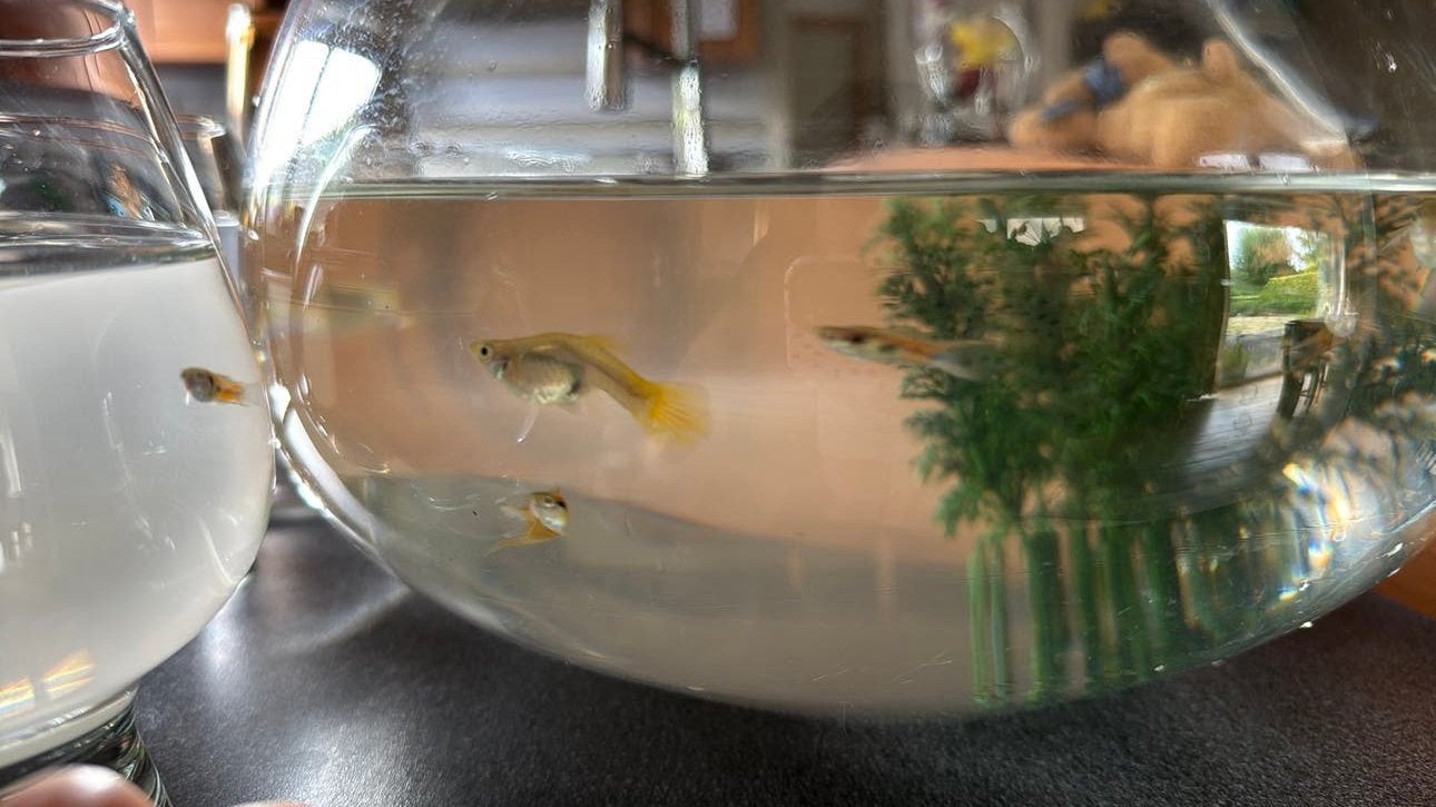 Guppies, Poisson, Poisson d'eau douce
