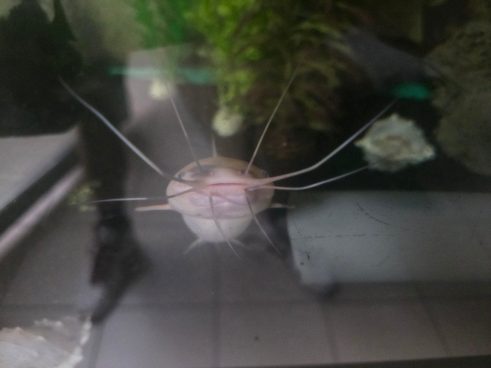 Walking catfish gevlekt 2 stuks, Dieren en Toebehoren, Vissen | Aquariumvissen