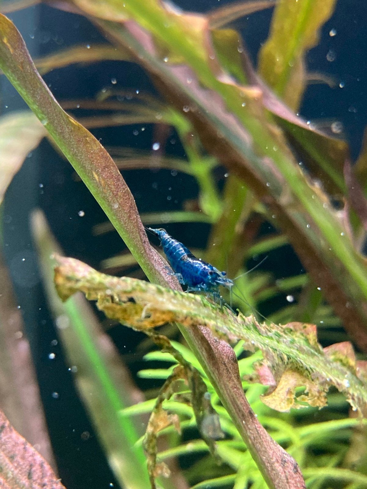 blue dream neocaridina garnalen