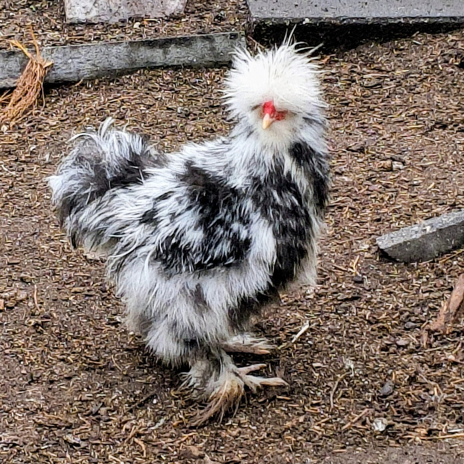 leuk koppel zijdehoenders te koop mottled x split, Meerdere dieren, Kip