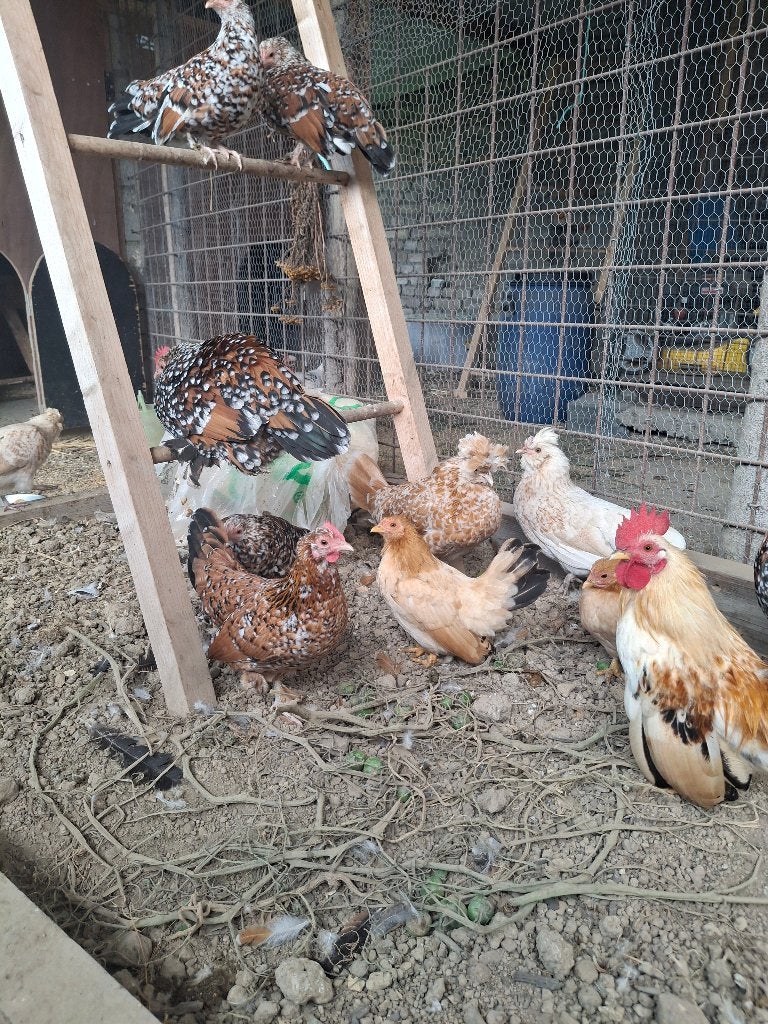 Lots de petite poules, Animaux & Accessoires, Plusieurs animaux, Poule ou poulet