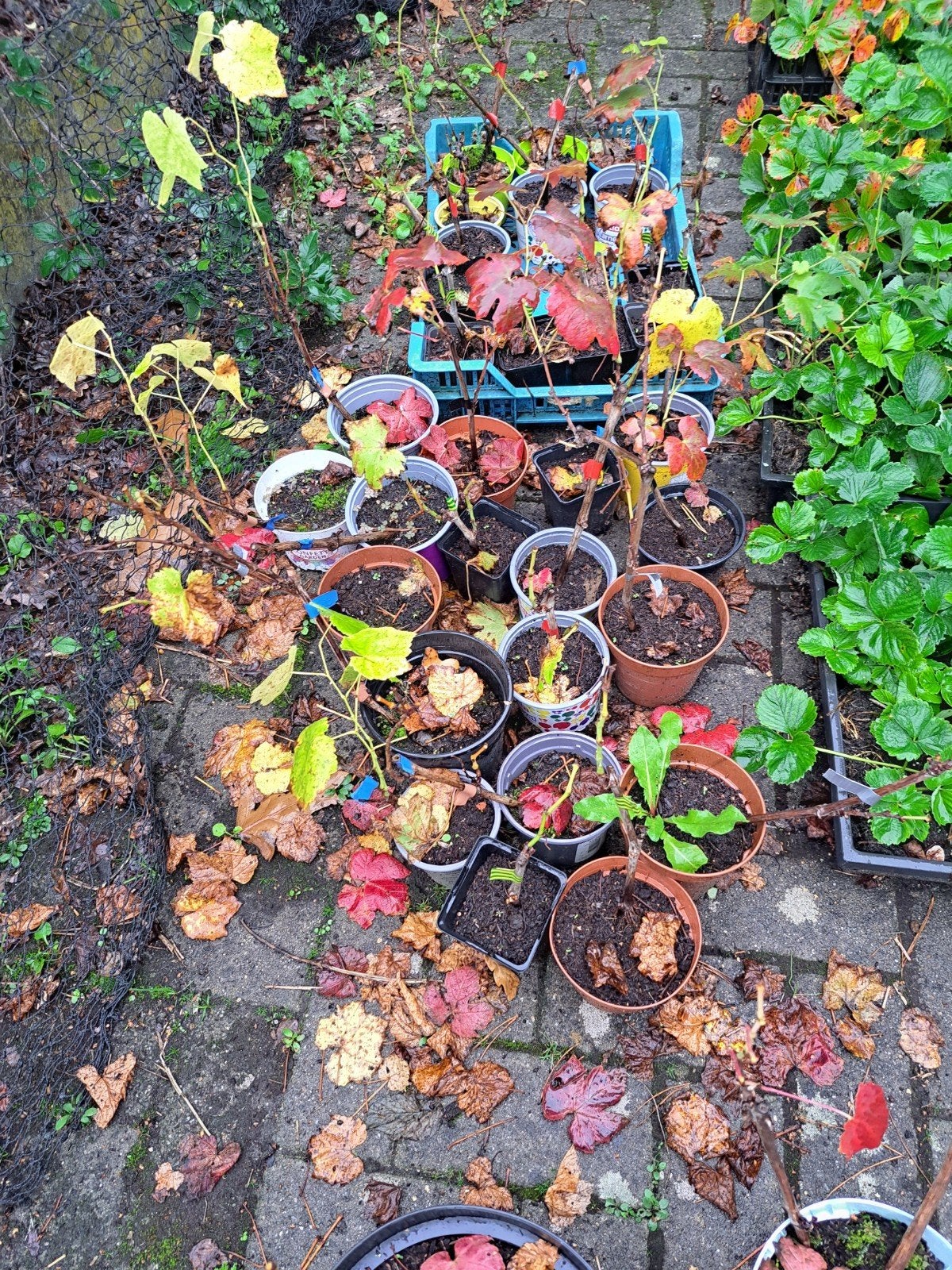 druiven in pot - 5 soorten, Tuin en Terras, Ophalen, Eenjarig