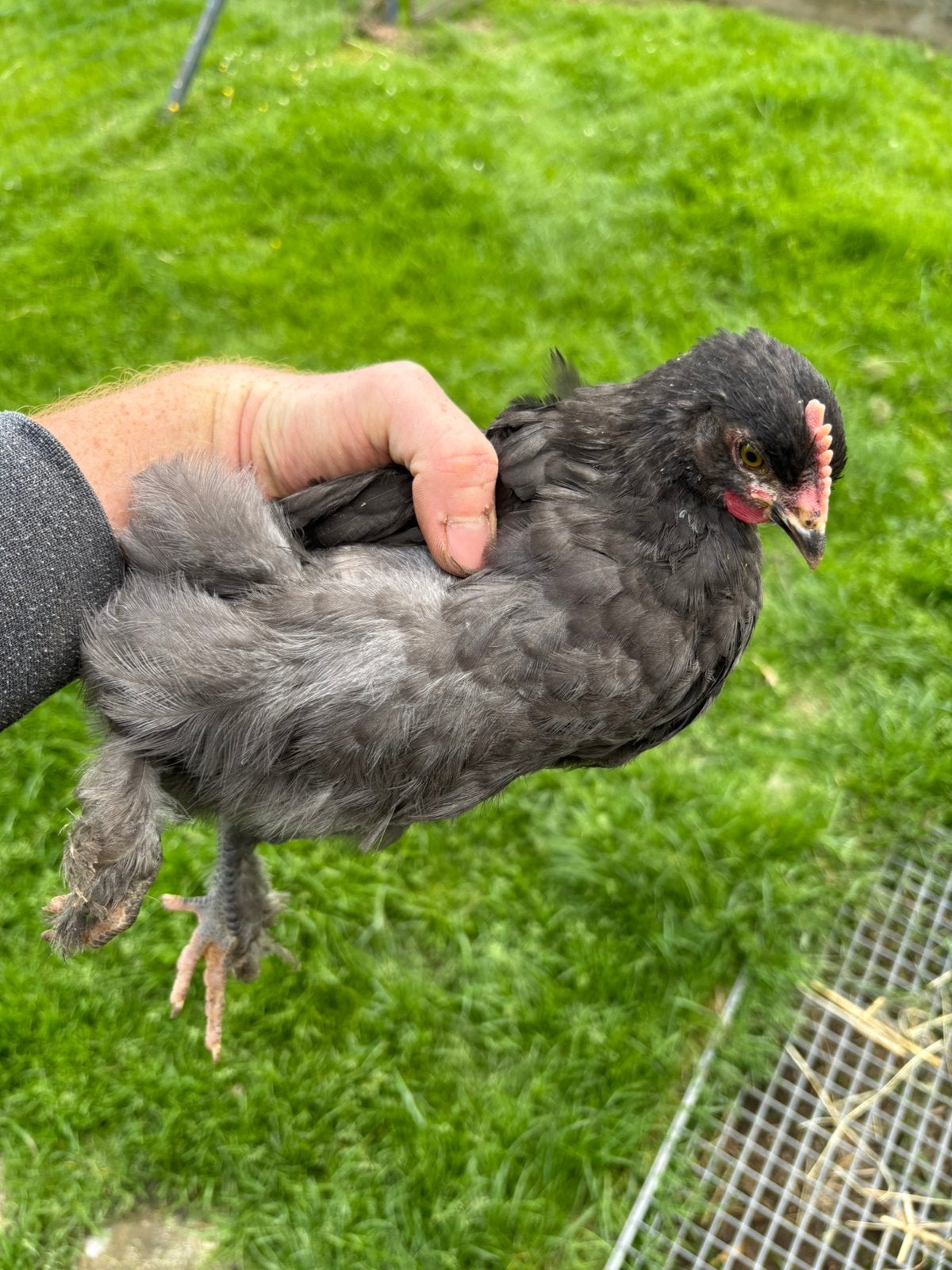 Jeune coq Marans