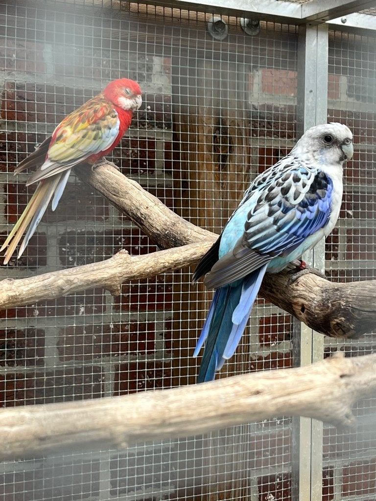 Rosella parkiet koppel, Meerdere dieren, Parkiet, Geringd
