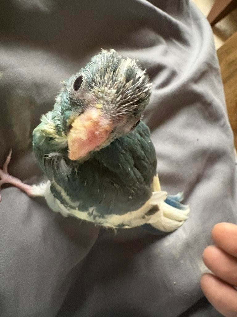 Kakariki blauw bont krijgt nog pap kan gereserveerd worden, Tam