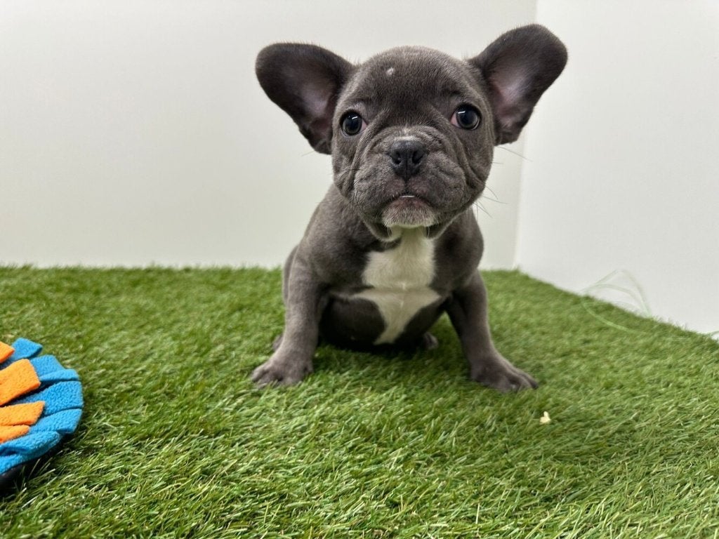 Chiot Bouledogue Français, Hépatite contagieuse (maladie de Rubarth), Bouledogue, Un chien, Belgique