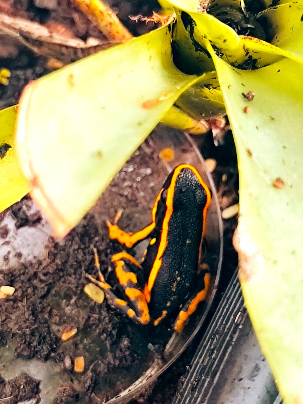 amereega trivittata rouge/orange 0.0.3, Animaux & Accessoires, Reptiles & Amphibiens