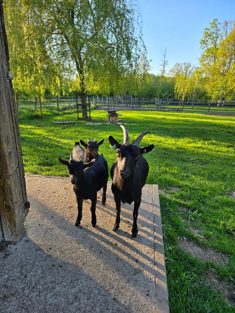 Mooie dwerggeiten zoeken een nieuwe thuis, Plusieurs animaux, Chèvre