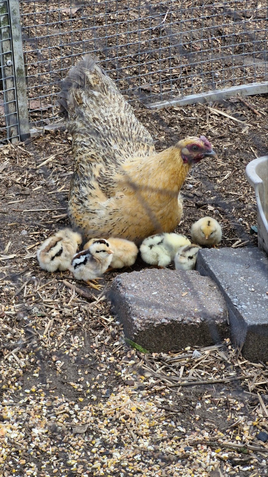 Te koop mooie hen met kuikens/kuikentjes, Dieren en Toebehoren, Pluimvee