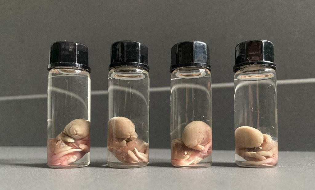 Muizen foetus op sterk water - rariteiten, Verzamelen, Ophalen of Verzenden