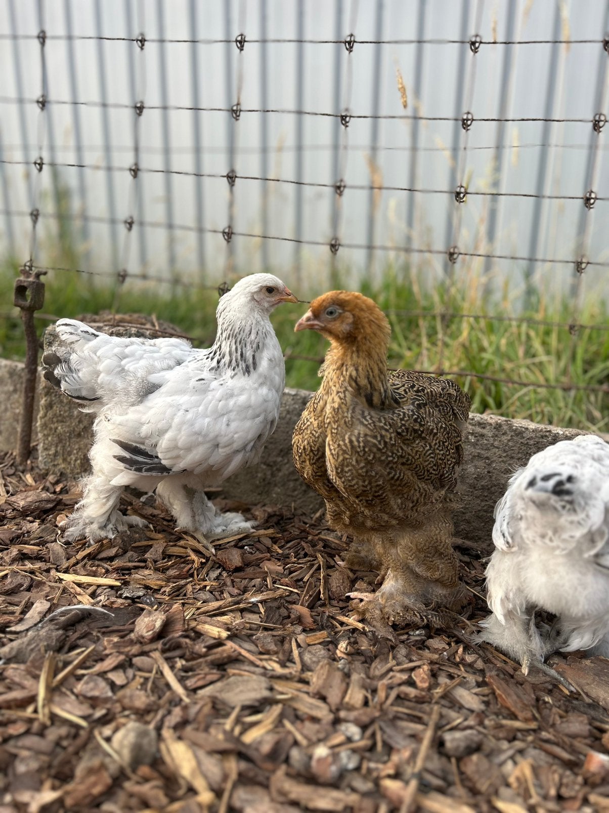 Brahma hennetjes, Dieren en Toebehoren, Pluimvee