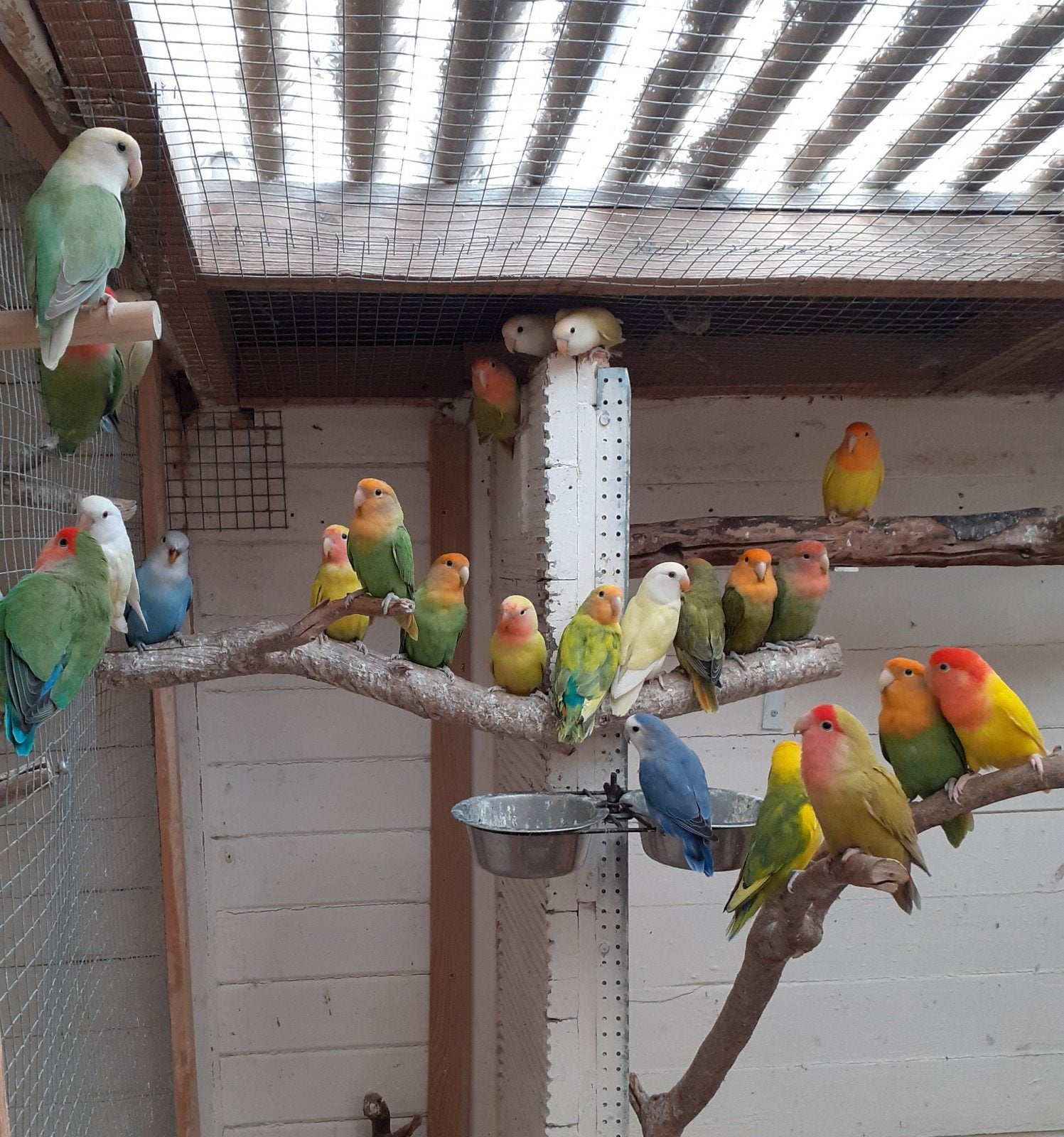 rosei collis, Dieren en Toebehoren, Vogels | Parkieten en Papegaaien, Geringd