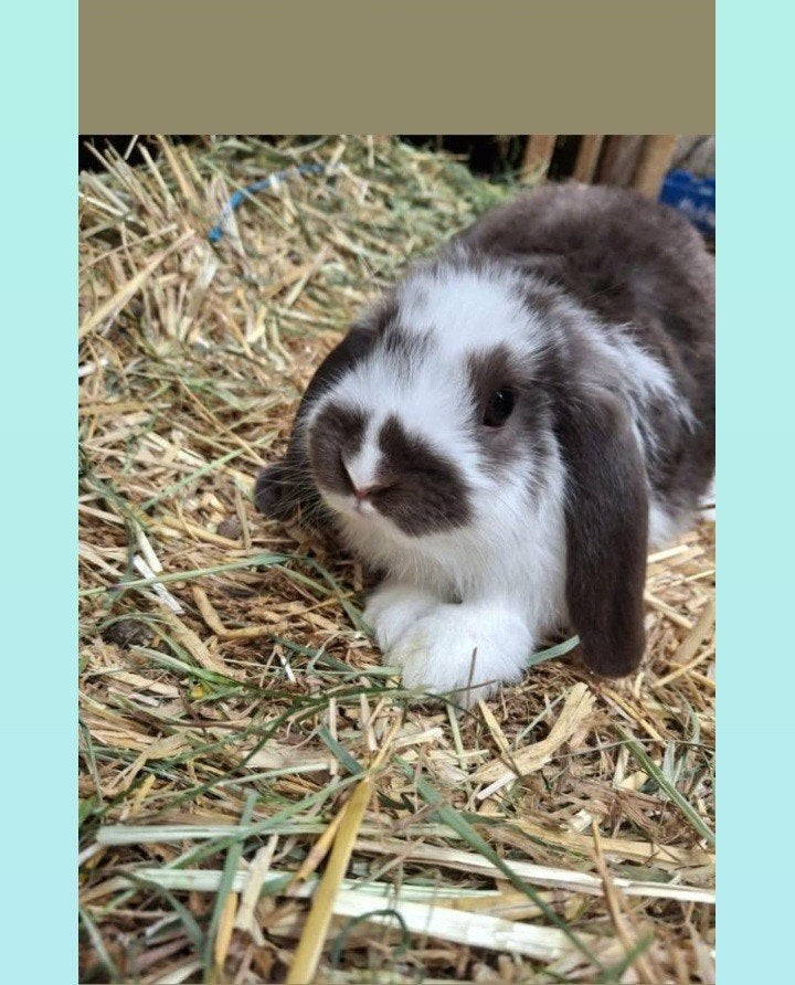 rammelaar 6maand oud, Mâle, Oreilles tombantes, 0 à 2 ans