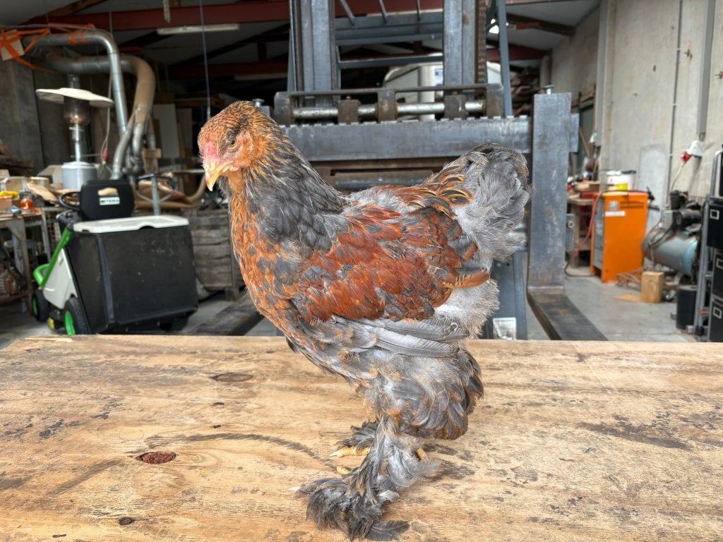 Brahma, Dieren en Toebehoren, Mannelijk, Kip