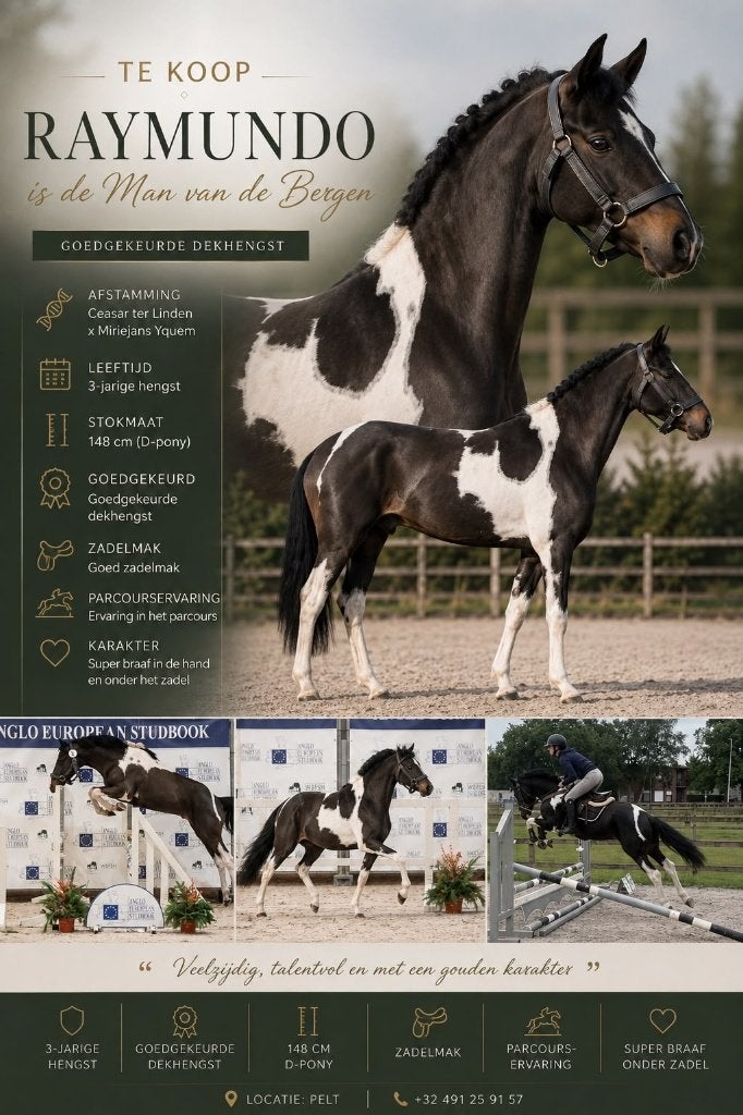 2 kwaliteitsvolle ponyhengsten op zoek naar een gouden thuis, Avec pedigree, Débourré, Poney D (1.37 m à 1.48m), Étalon