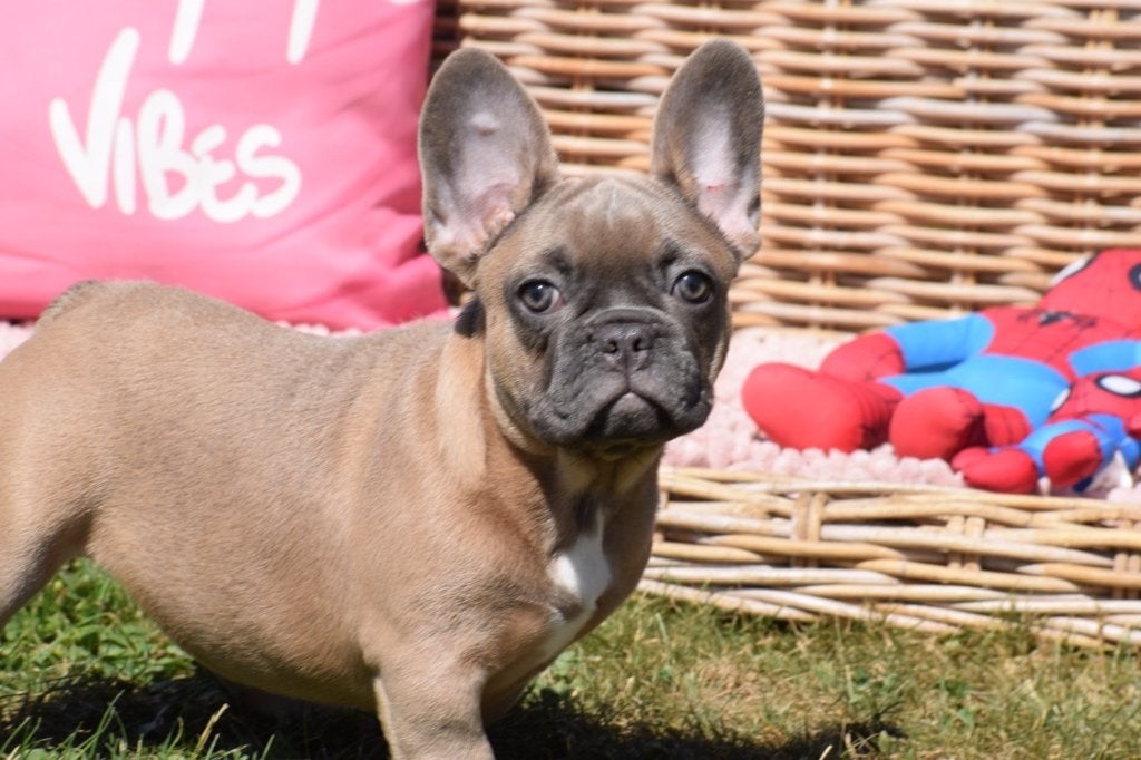 Franse bulldog pups nieuw nestje, Dieren en Toebehoren, 15 weken tot 1 jaar, Buitenland, CDV (hondenziekte), Bulldog
