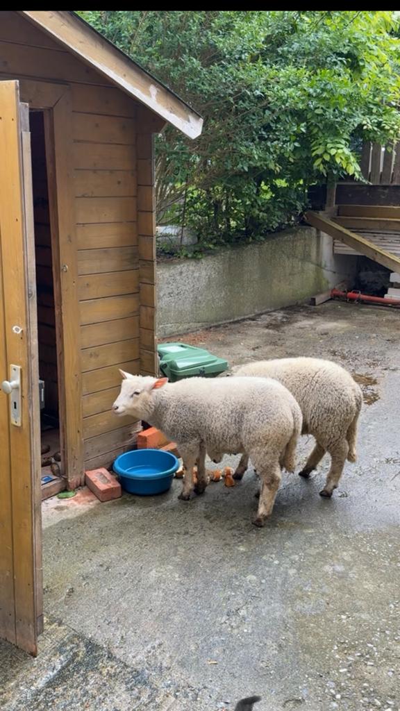 moutons 7 mois, Enlèvement ou Envoi