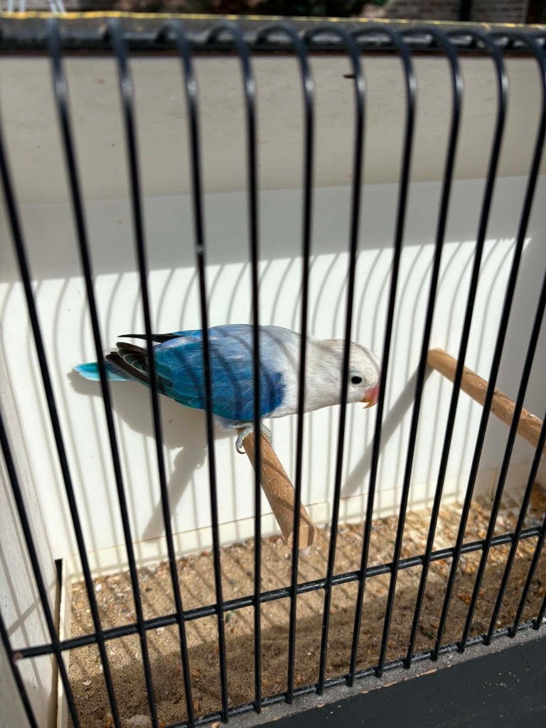 Le bleu Euwing Opaline Fischeri Man 2026, Mâle, Perroquet nain ou Inséparable, Bagué