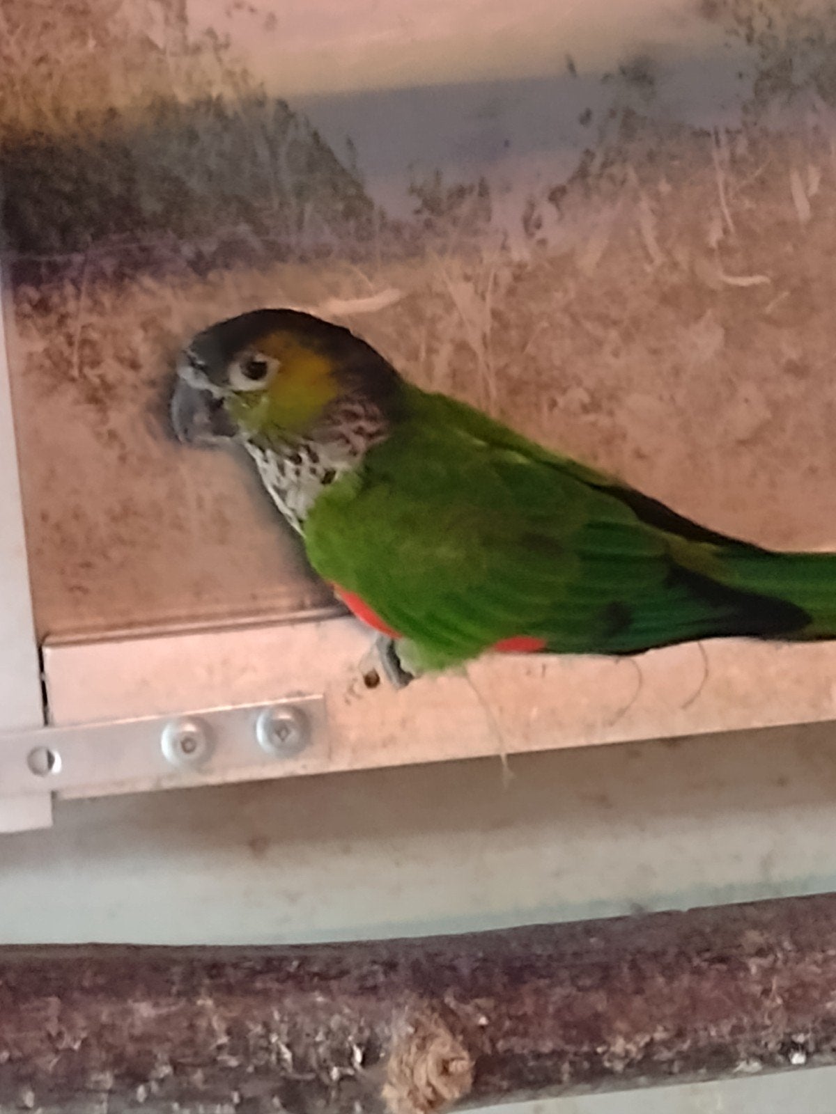 pyrrhura rupicola, Dieren en Toebehoren