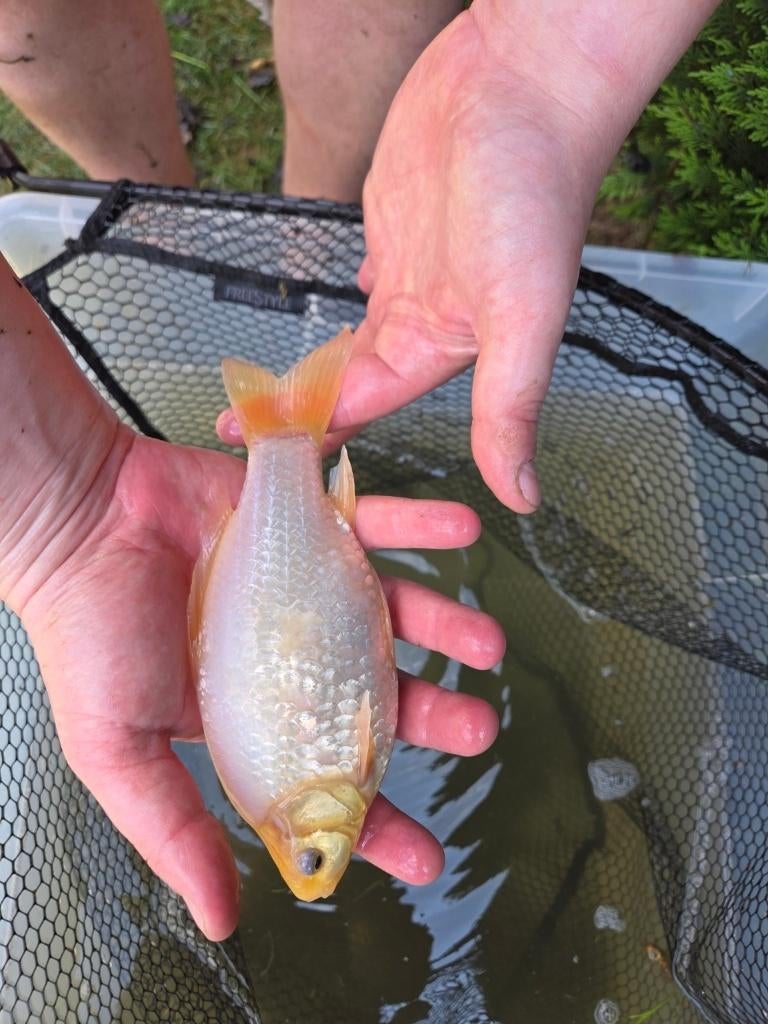 Mooie goudvis 21 cm - eigen kweek, Animaux & Accessoires, Poissons | Poissons d'étang, Poisson(s) rouge(s)