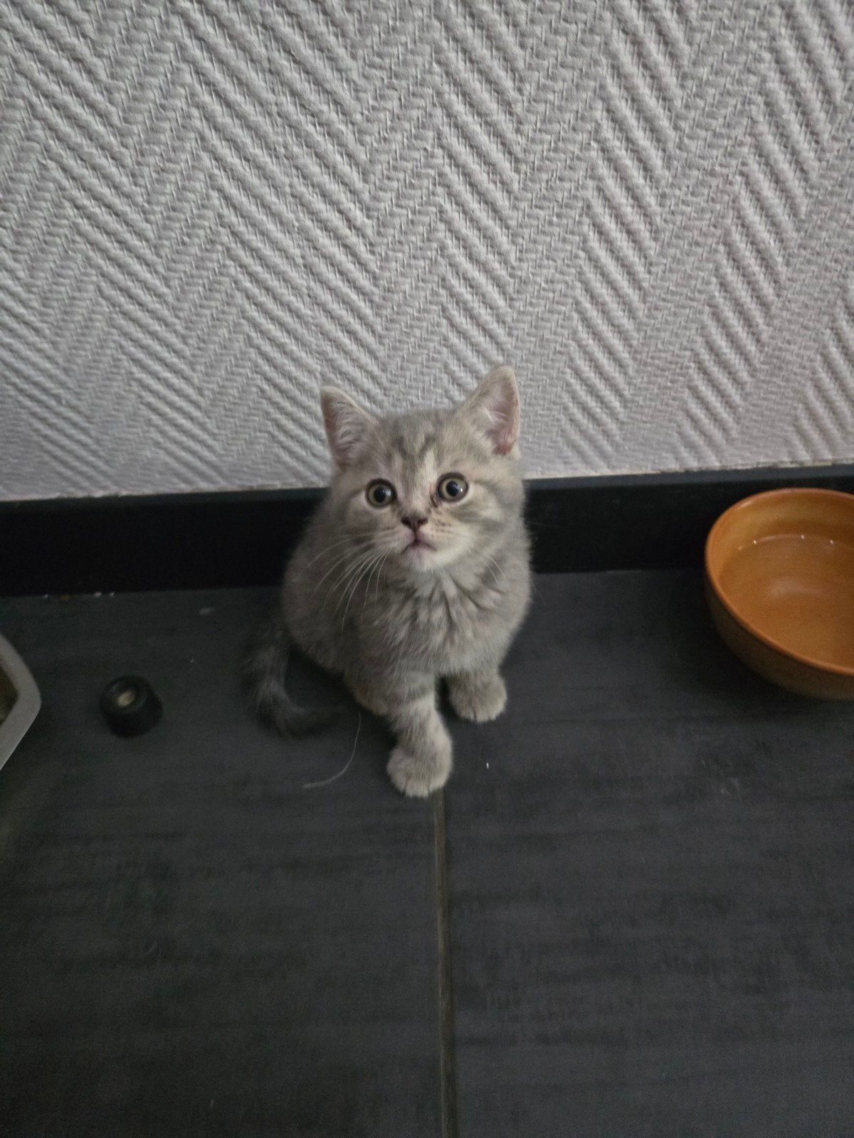 kittzn British shorthair, Poes, Gechipt, 3 tot 5 jaar