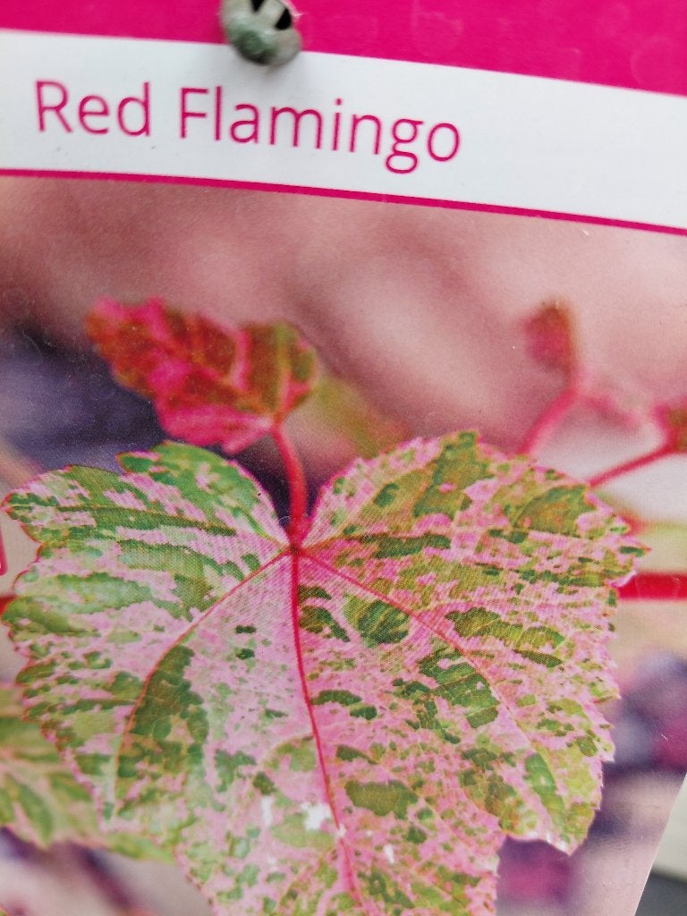 Acer Red Flamingo, Ophalen, Winter, Halfschaduw